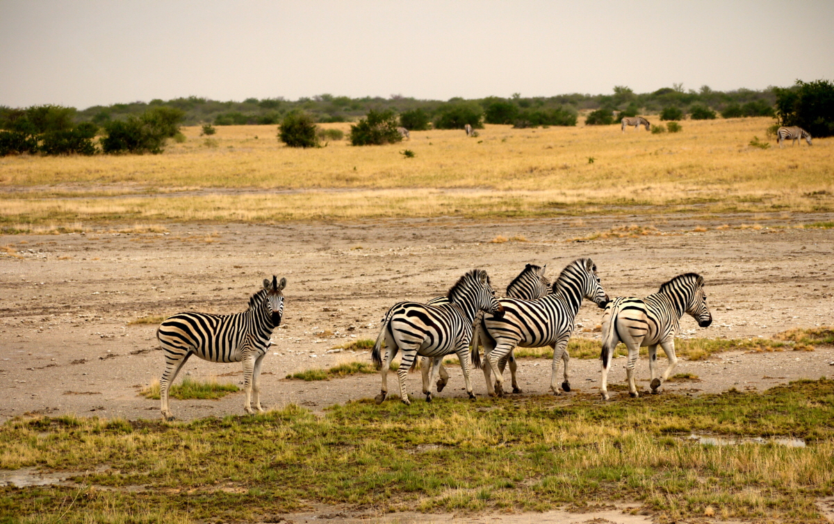 Botswana Jacks Camp 