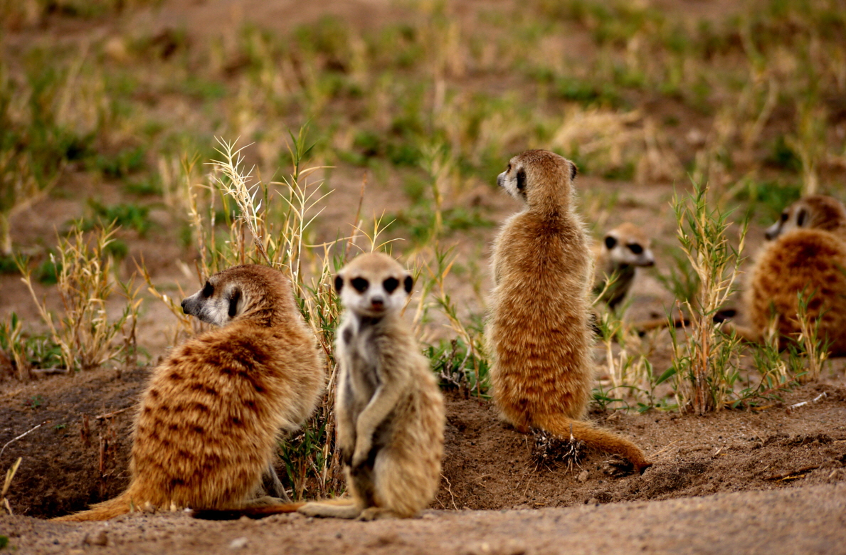 Botswana Jacks Camp  Suricata Suricata 