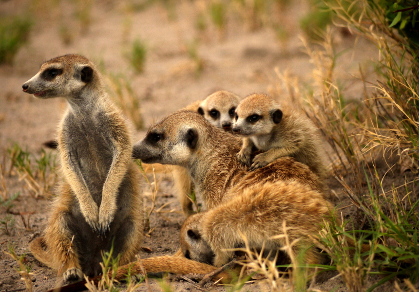 Jacks Camp Botswana 
Erdmnnchen