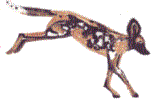 Botswana-Wildhund