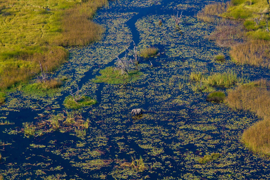 Kwara Camp Okavango