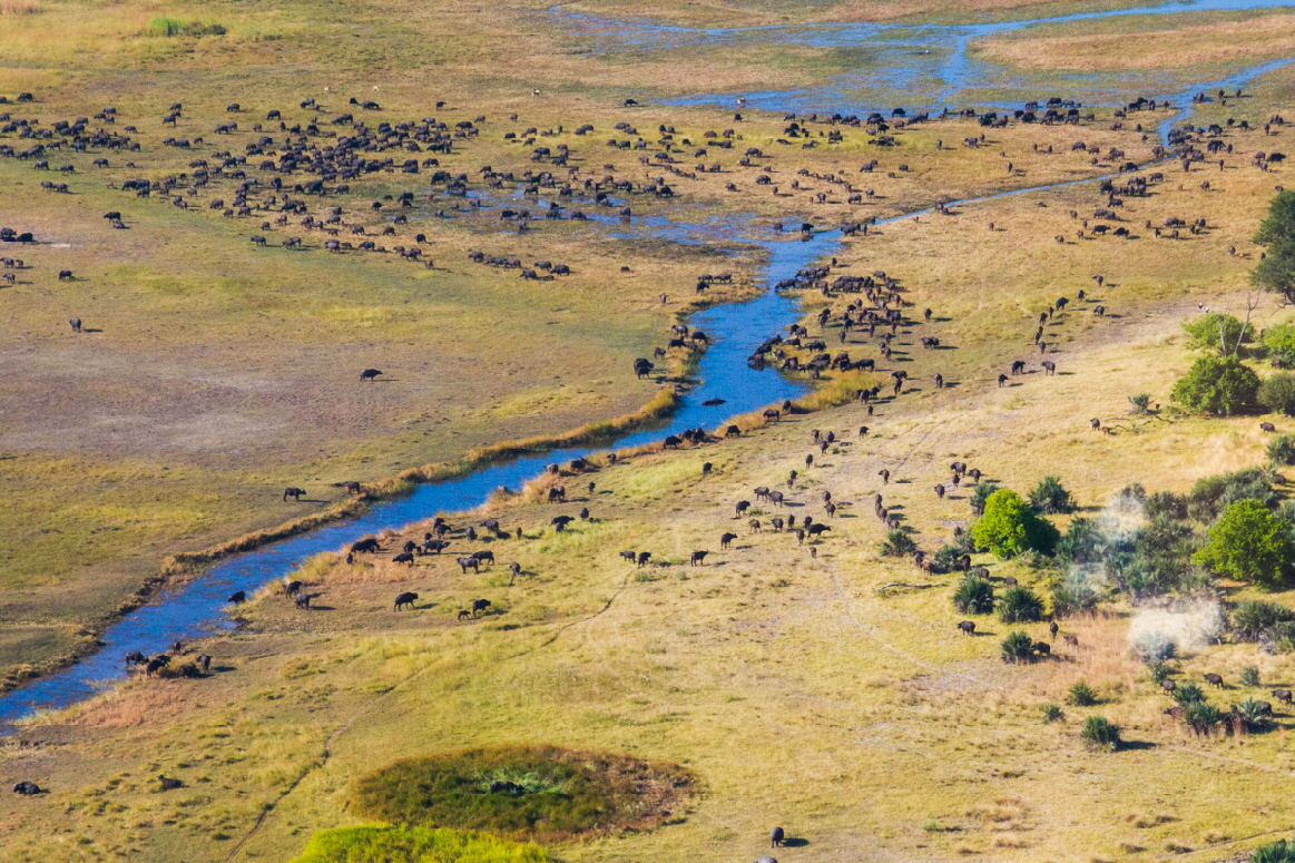 Kwara Camp Okavango