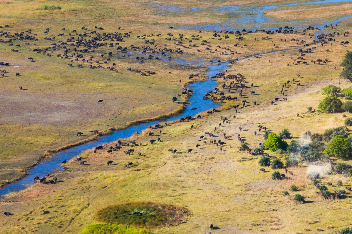 Kwara Camp Okavango
