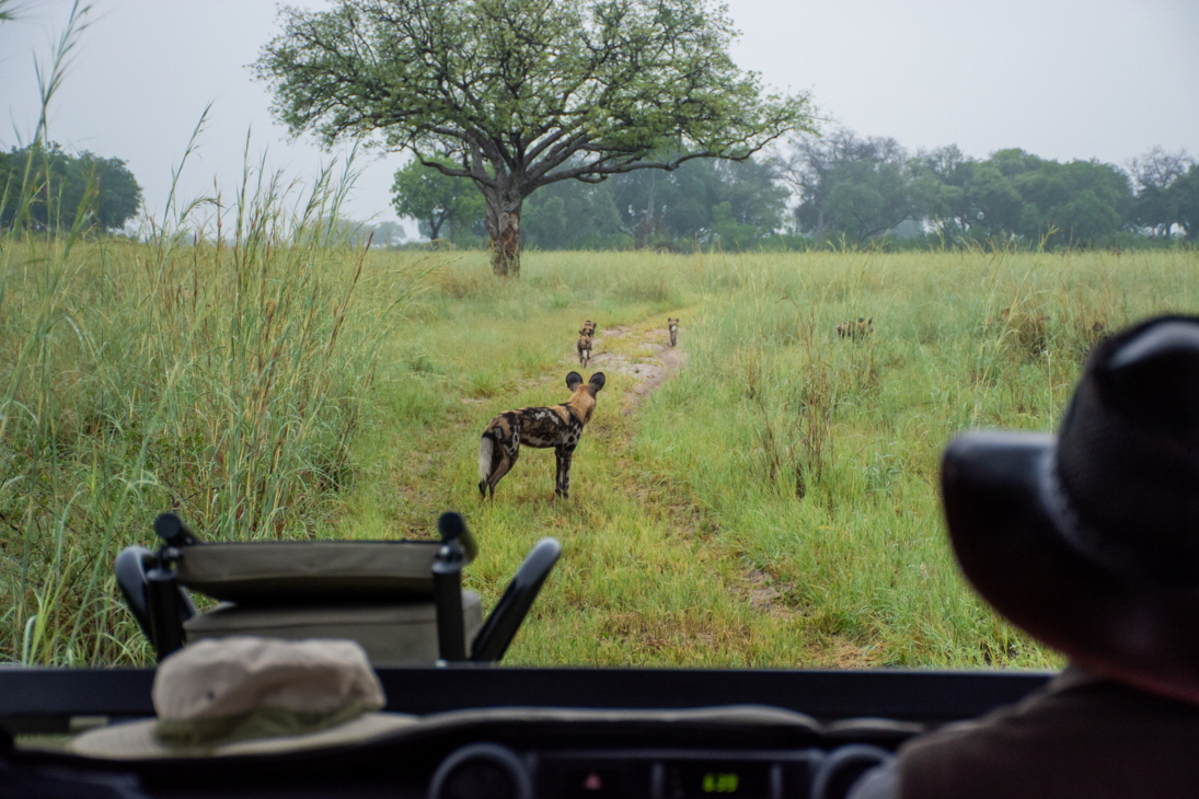 Kwara Camp Okavango