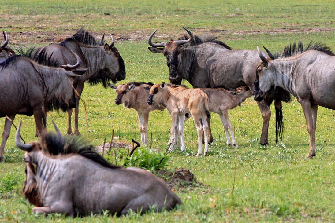 Kwara Camp Okavango Gnus