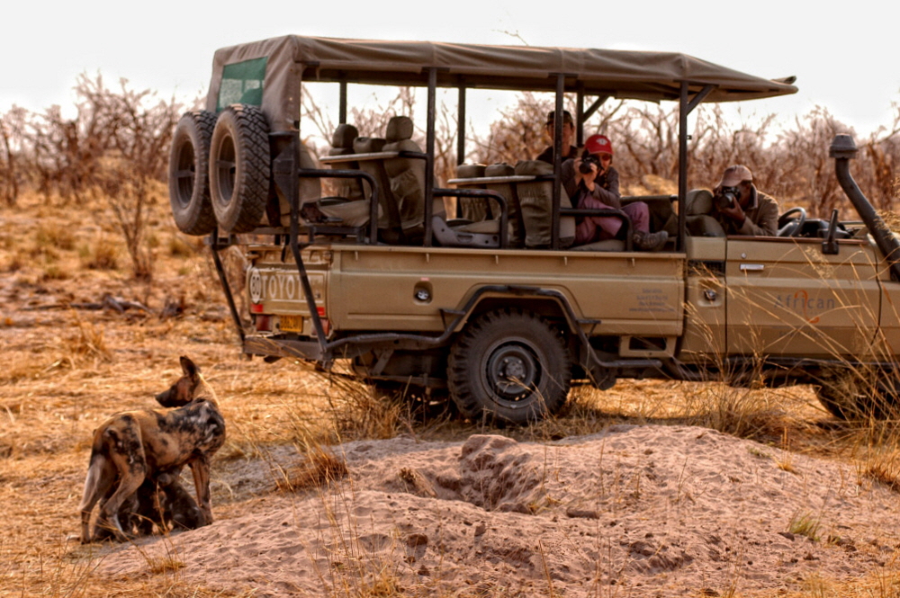Botswana Wilddogs