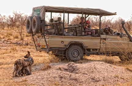 Okavango, Wildhunde auf Safari in Botswana