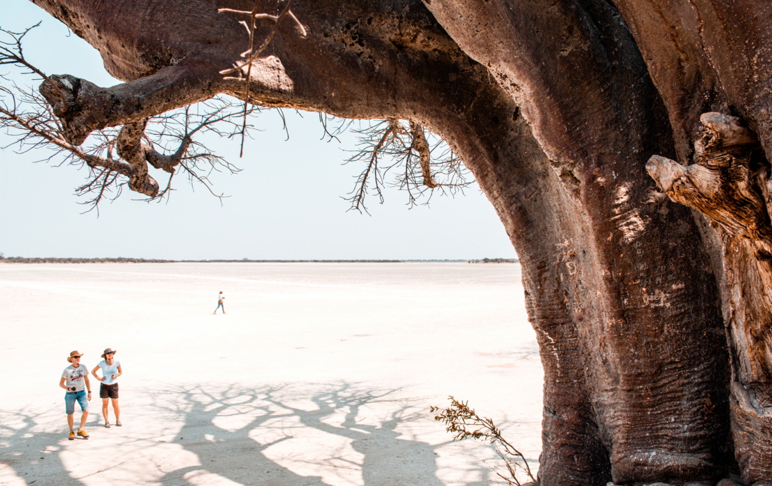 Nxai Pan Camp Makgadikgadi Baines Boababs