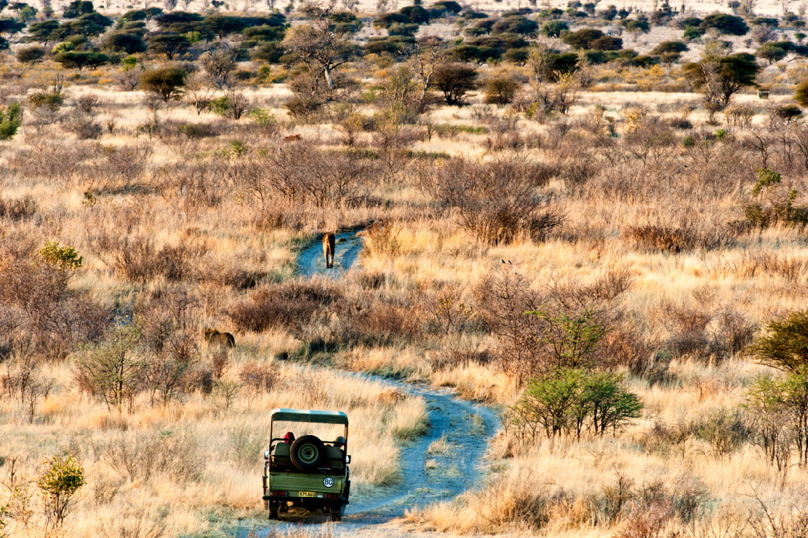 Tau Pan Safari Lodge  Gamedrive 