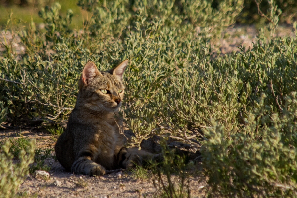 Tau Pan asafari Lodge Wildkatze  