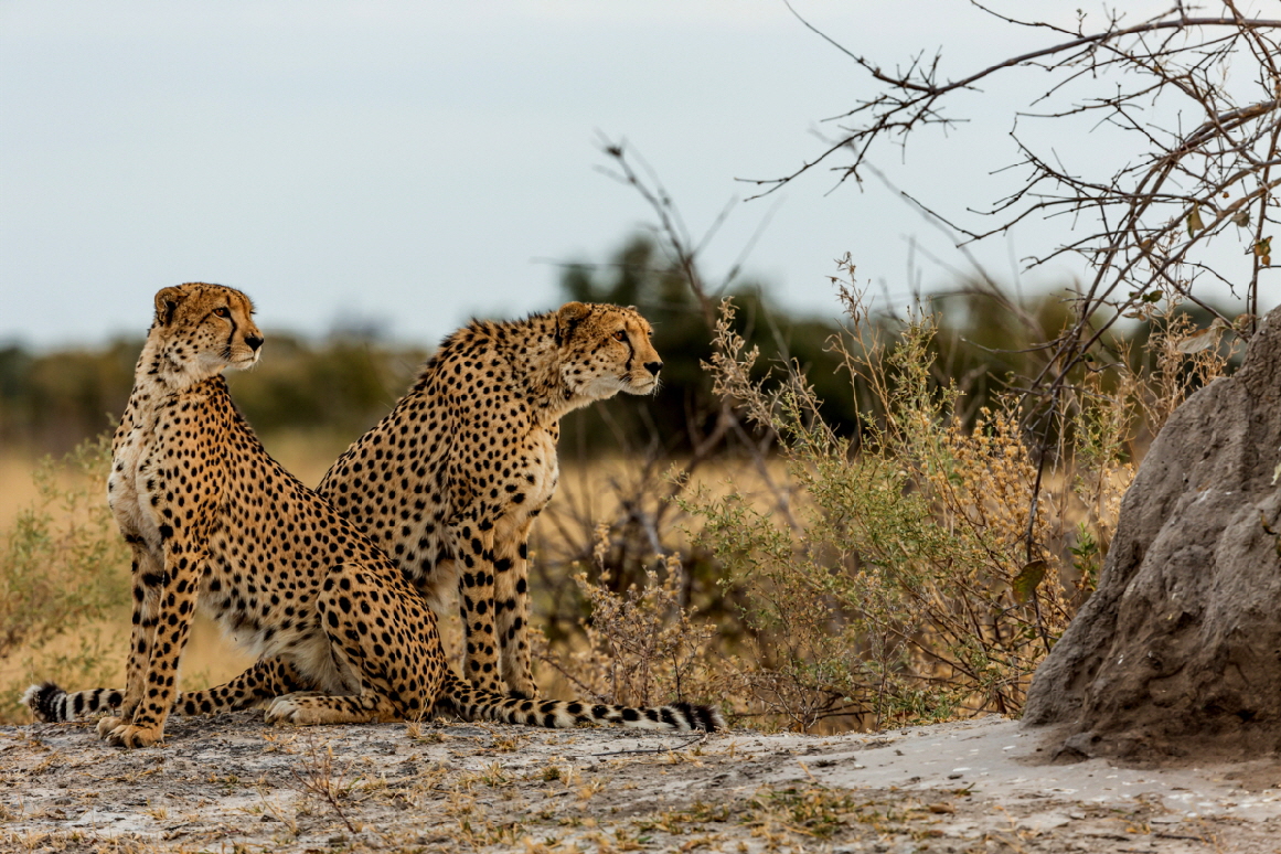 Tau Pan Safari Lodge Geparden