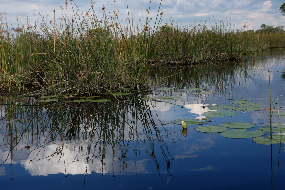 Mokorofahrt im Okawango