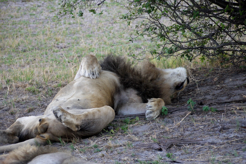 Botswana Safari Lwen