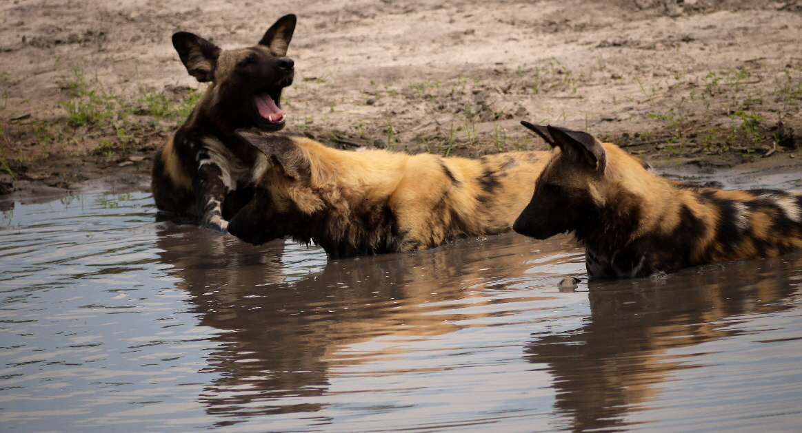 Afrikanische Wildhunde Lycaon Pictus 