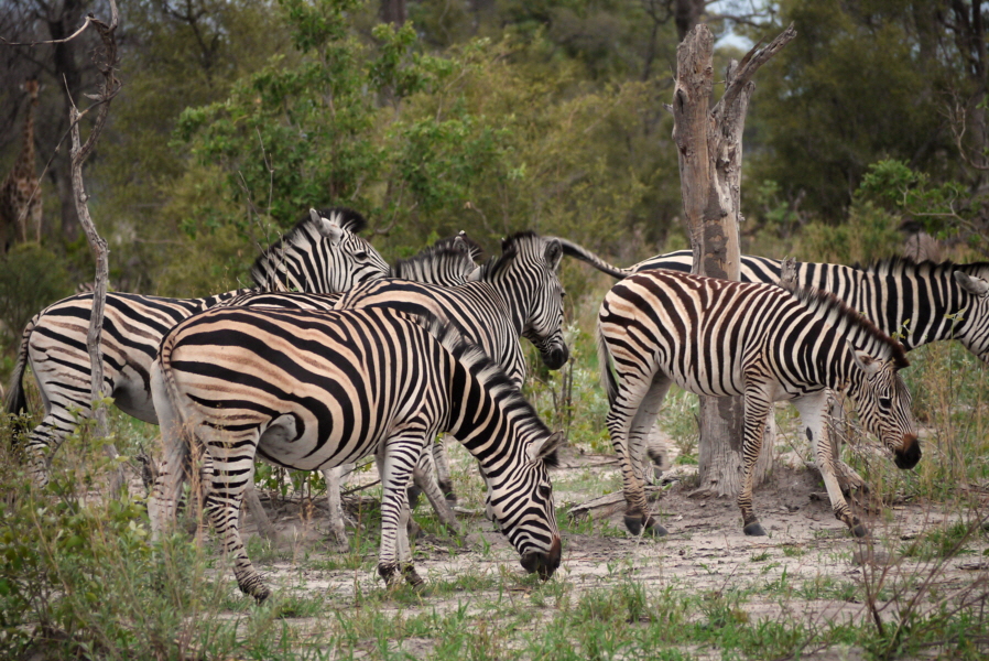 Zebras