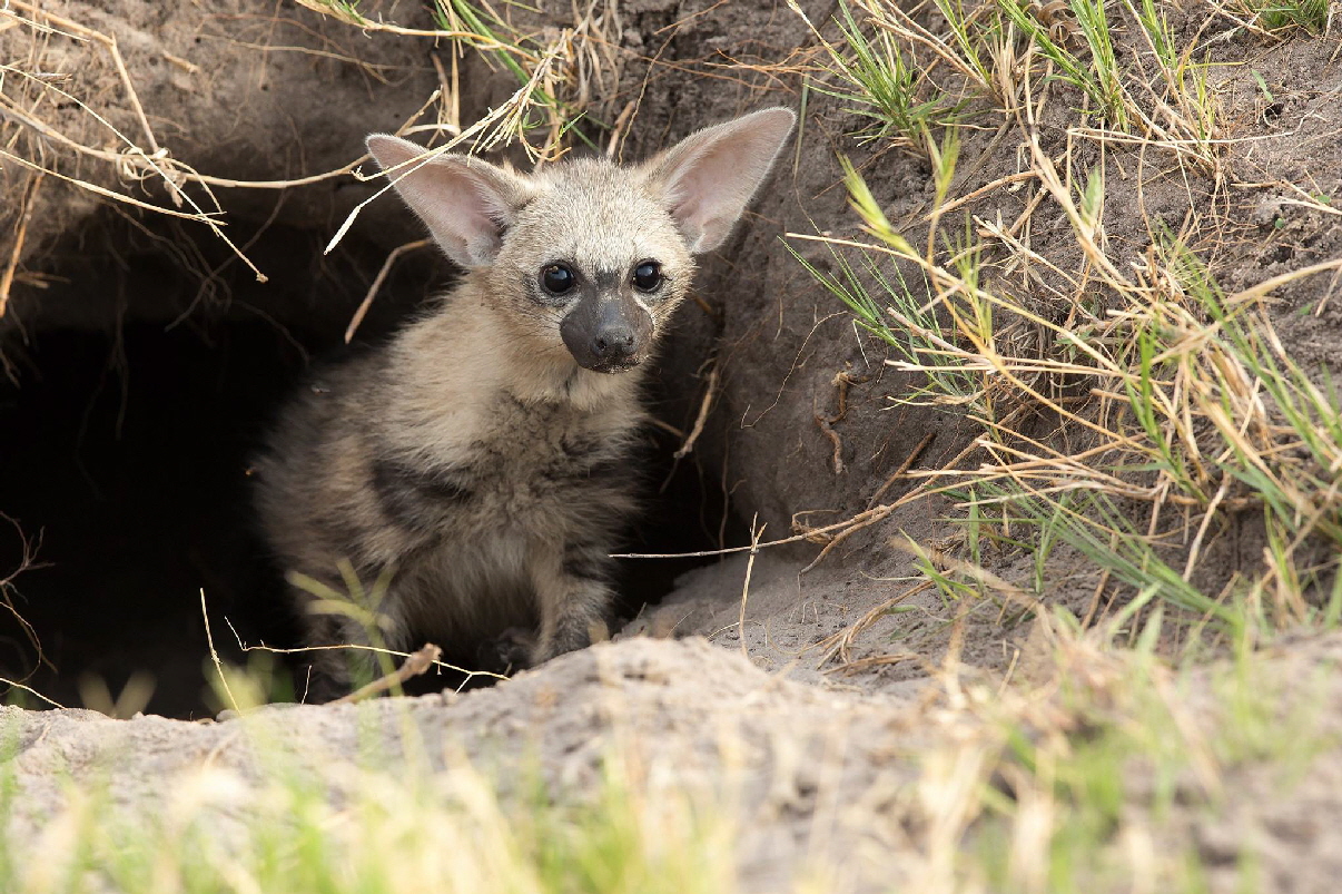 Erdwolf- Nxai Pan Kwando 