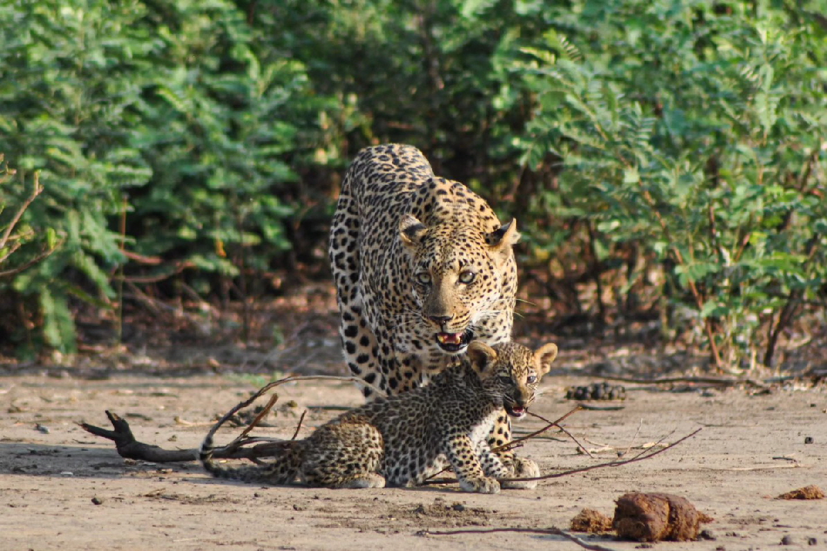 Somalisa Safaricamp Hwange 