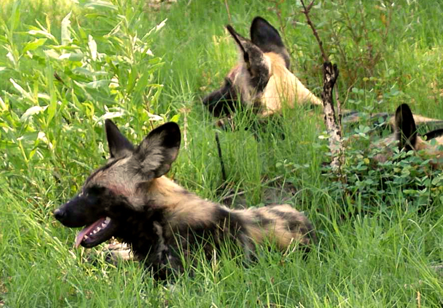 Botswana Campingsafari