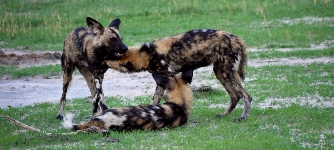 Junge Wildhunde beim Spiel