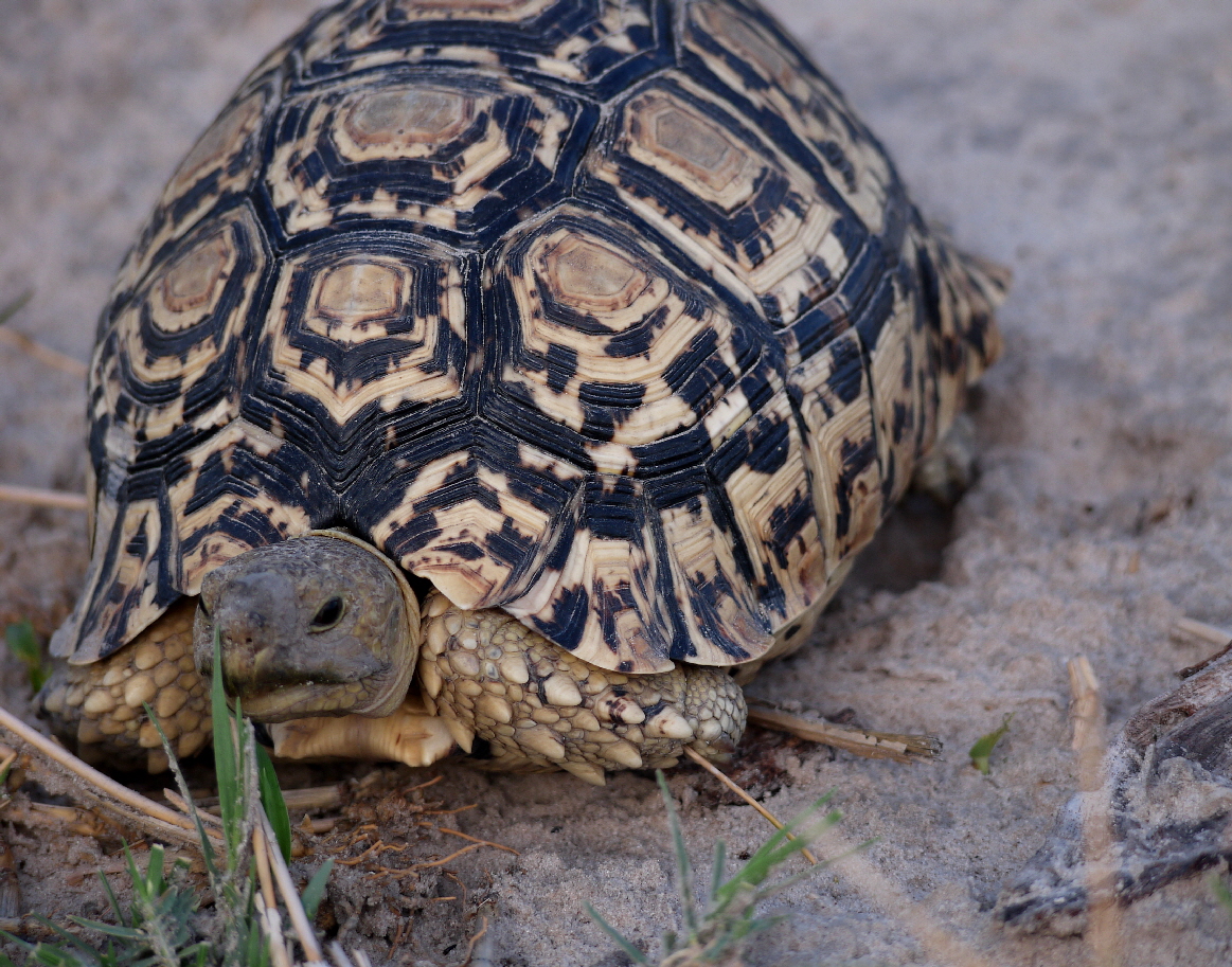 Leopardenschildkrte