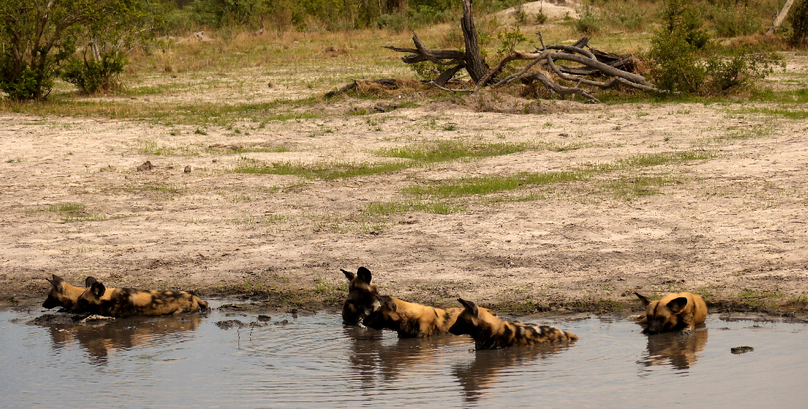Wildhunde im Wasser