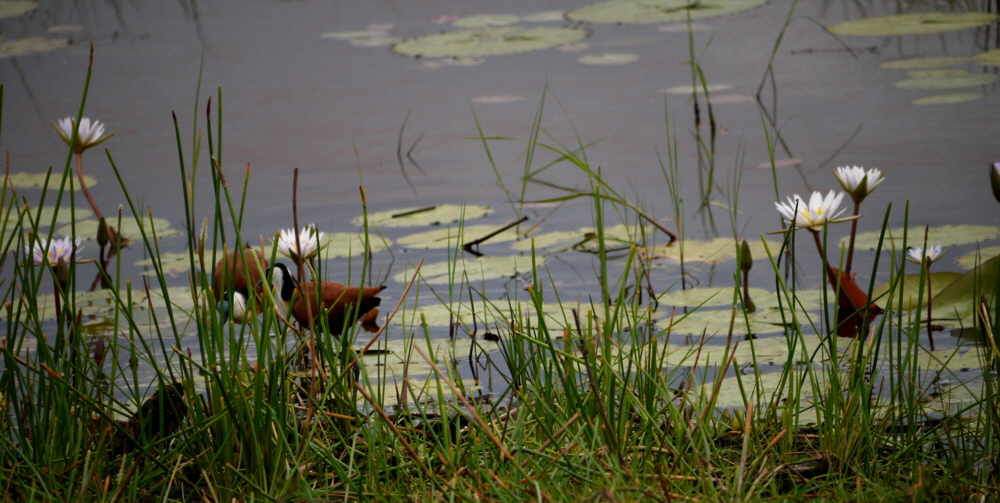 Jacana 