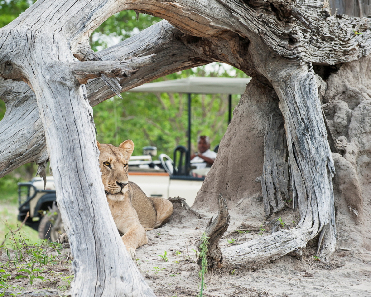 Abu Camp Okawango 