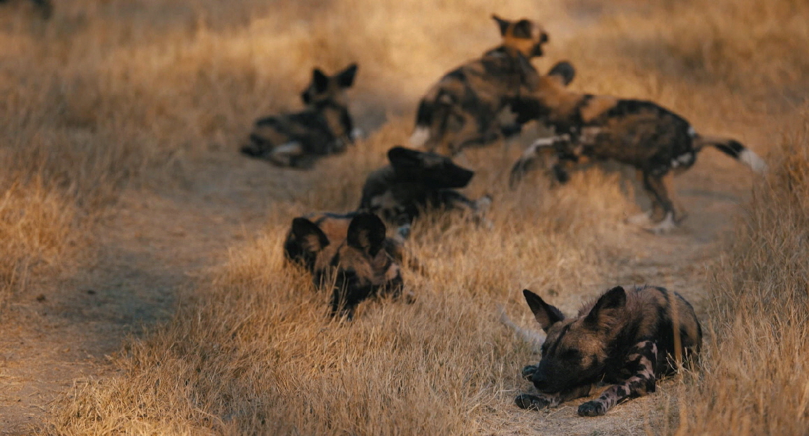 Chiefs Camp Wilddogs