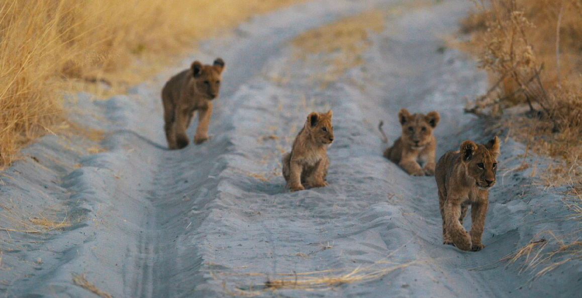 Cheifs Camp Okavango