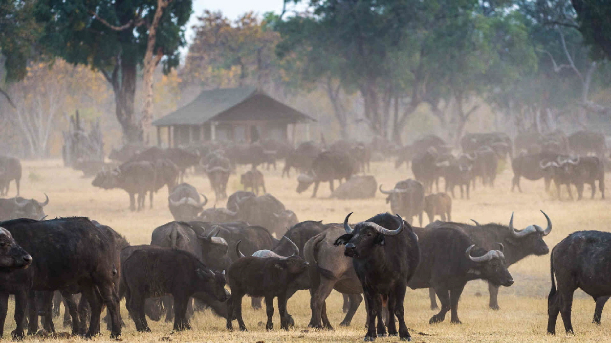 Davisons Camp Hwange 