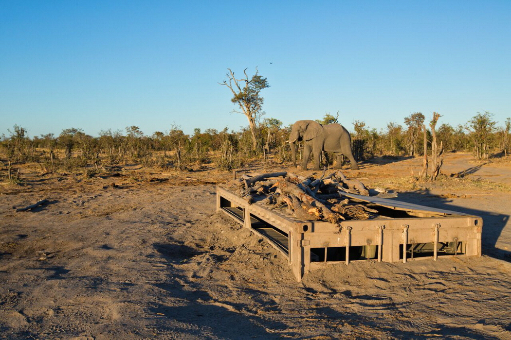 Hyena Pan Botswana