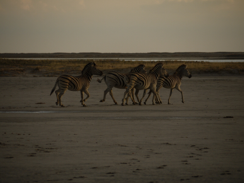 Zebras