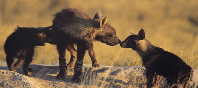 jacks camp botswana makgadikgadi