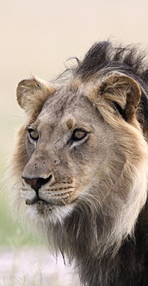 kalahari plains camp wilderness-safaris