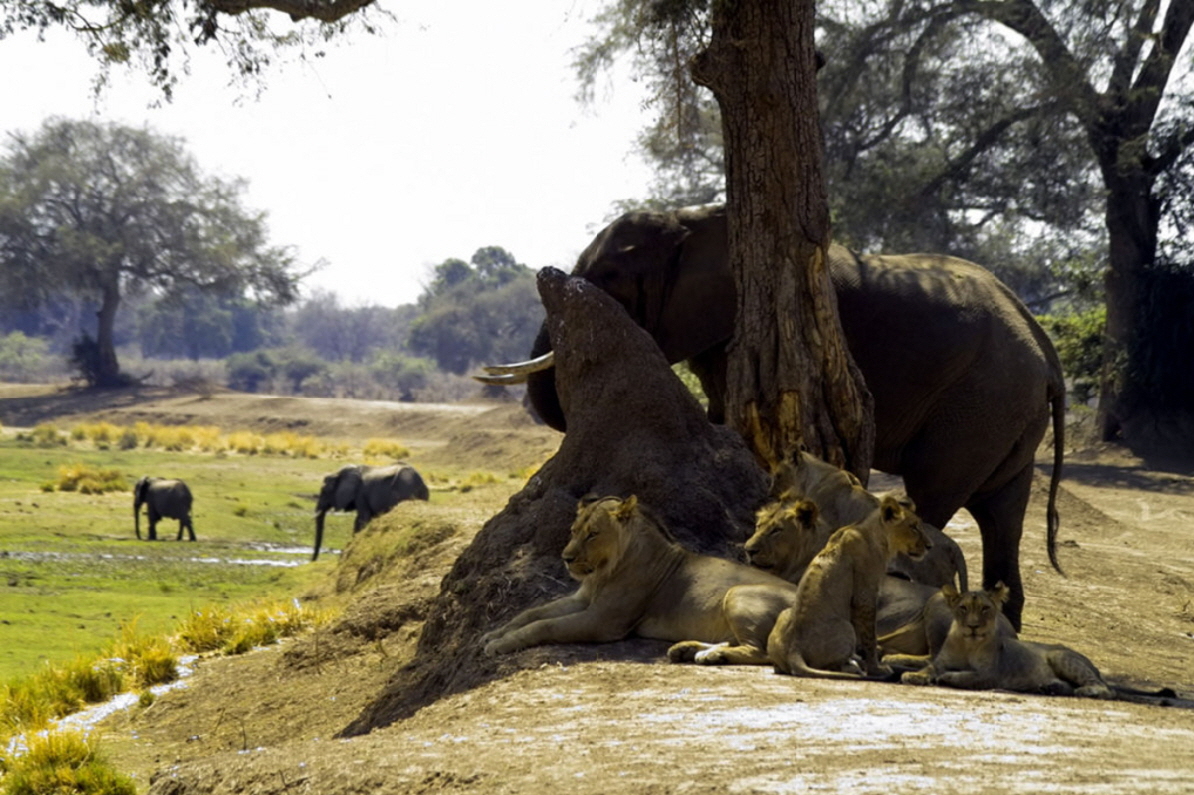 Kanga Camp Zimbabwe 
