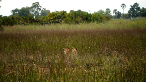 Kwetsani Camp Okavango