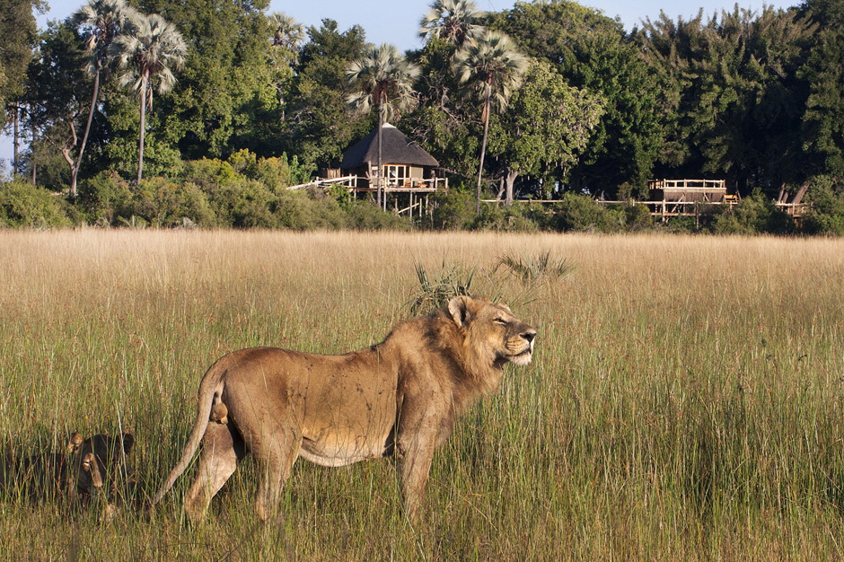 Lwe vor Kwetsani 