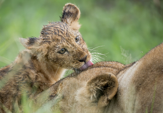 l�wenkind-kwando-botswana