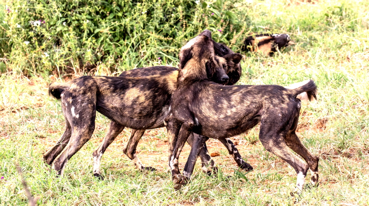 Afrikanische Wildhunde