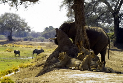 linyanticamp-botswana-abc_0003