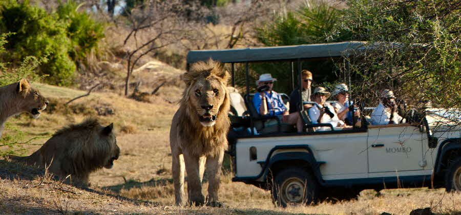 Safari im Mombo Camp