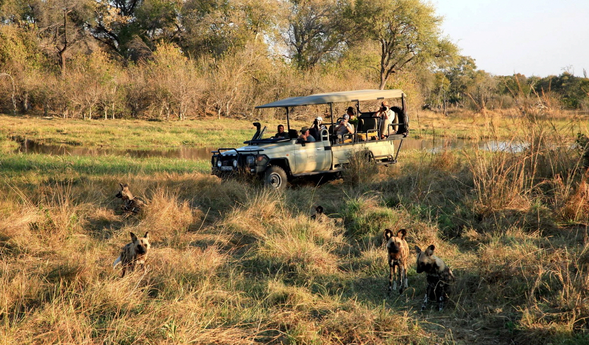 Botswana Sable Alley
