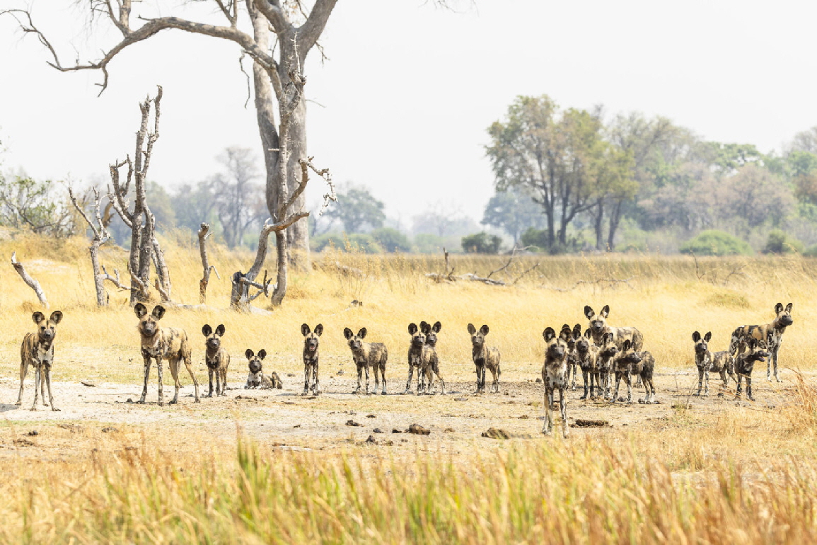 Shinde Footsteps Camp Lycaon Pictus