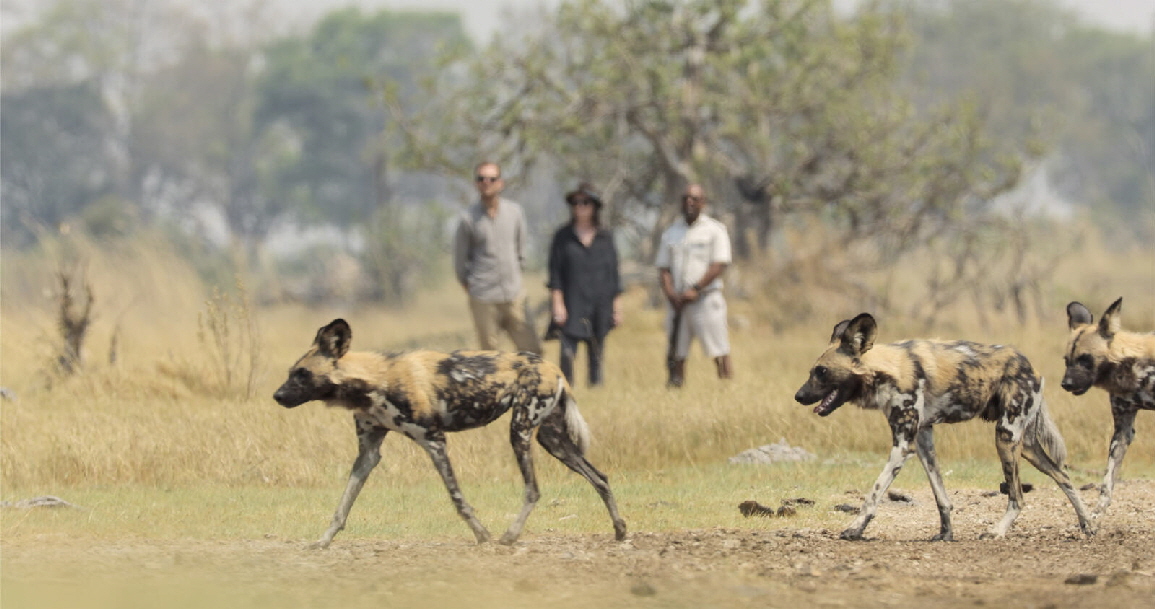 Shinde Footsteps Camp Wildhunde