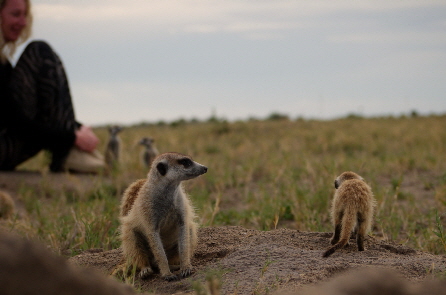 Safari ersmnnchen botswana