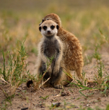 suricata Jacks Camp Erdmnnchen