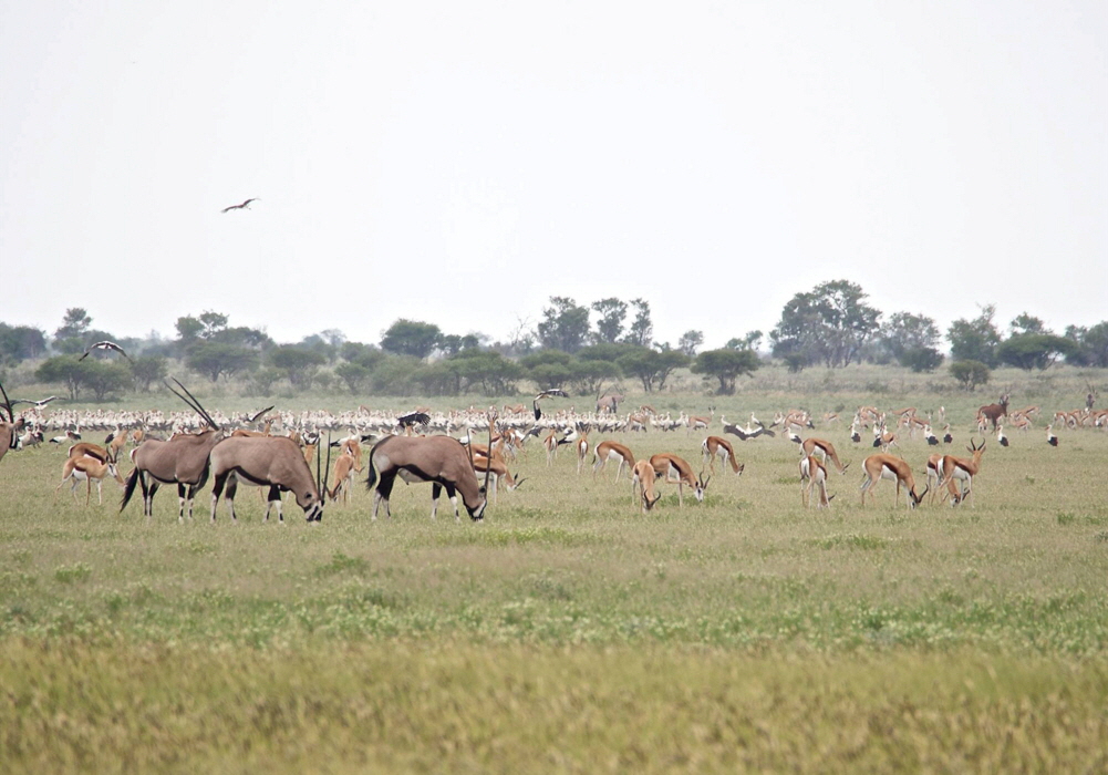 Tau Pan Safari Lodge 